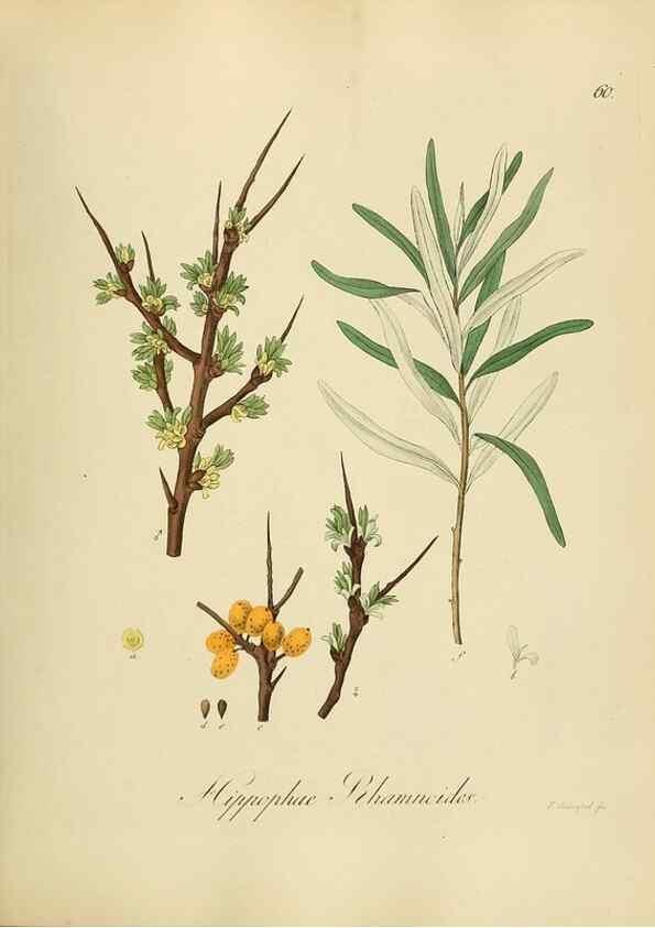 Reproducción/Reproduction 49298894857: Vollständige Naturgeschichte der forstlichen Culturpflanzen Deutschlands.. Berlin,A. Förstner'sche Verlagsbuchhandlung (P. Jeanrenaud)1851.. 