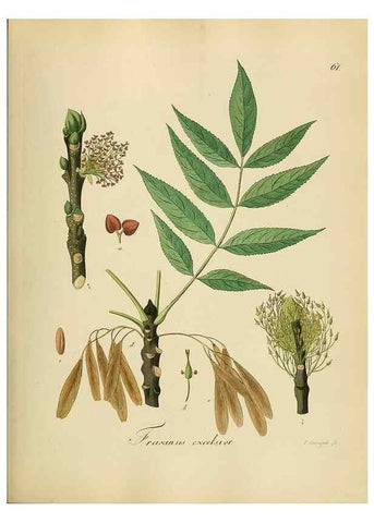 Reproducción/Reproduction 49298895187: Vollständige Naturgeschichte der forstlichen Culturpflanzen Deutschlands.. Berlin,A. Förstner'sche Verlagsbuchhandlung (P. Jeanrenaud)1851.. 