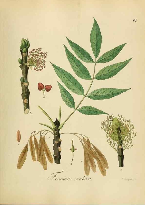 Reproducción/Reproduction 49298895187: Vollständige Naturgeschichte der forstlichen Culturpflanzen Deutschlands.. Berlin,A. Förstner'sche Verlagsbuchhandlung (P. Jeanrenaud)1851.. 