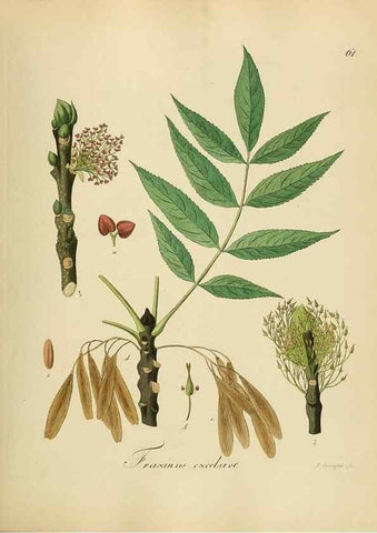 Reproducción/Reproduction 49298895187: Vollständige Naturgeschichte der forstlichen Culturpflanzen Deutschlands.. Berlin,A. Förstner'sche Verlagsbuchhandlung (P. Jeanrenaud)1851.. 