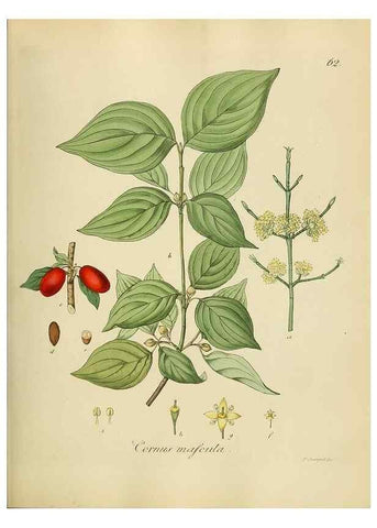 Reproducción/Reproduction 49298895407: Vollständige Naturgeschichte der forstlichen Culturpflanzen Deutschlands.. Berlin,A. Förstner'sche Verlagsbuchhandlung (P. Jeanrenaud)1851.. 