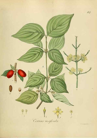 Reproducción/Reproduction 49298895407: Vollständige Naturgeschichte der forstlichen Culturpflanzen Deutschlands.. Berlin,A. Förstner'sche Verlagsbuchhandlung (P. Jeanrenaud)1851.. 