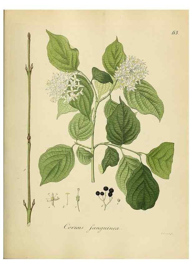 Reproducción/Reproduction 49298692366: Vollständige Naturgeschichte der forstlichen Culturpflanzen Deutschlands.. Berlin,A. Förstner'sche Verlagsbuchhandlung (P. Jeanrenaud)1851.. 