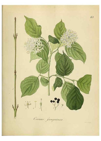 Reproducción/Reproduction 49298692366: Vollständige Naturgeschichte der forstlichen Culturpflanzen Deutschlands.. Berlin,A. Förstner'sche Verlagsbuchhandlung (P. Jeanrenaud)1851.. 