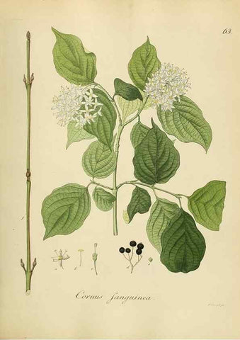 Reproducción/Reproduction 49298692366: Vollständige Naturgeschichte der forstlichen Culturpflanzen Deutschlands.. Berlin,A. Förstner'sche Verlagsbuchhandlung (P. Jeanrenaud)1851.. 