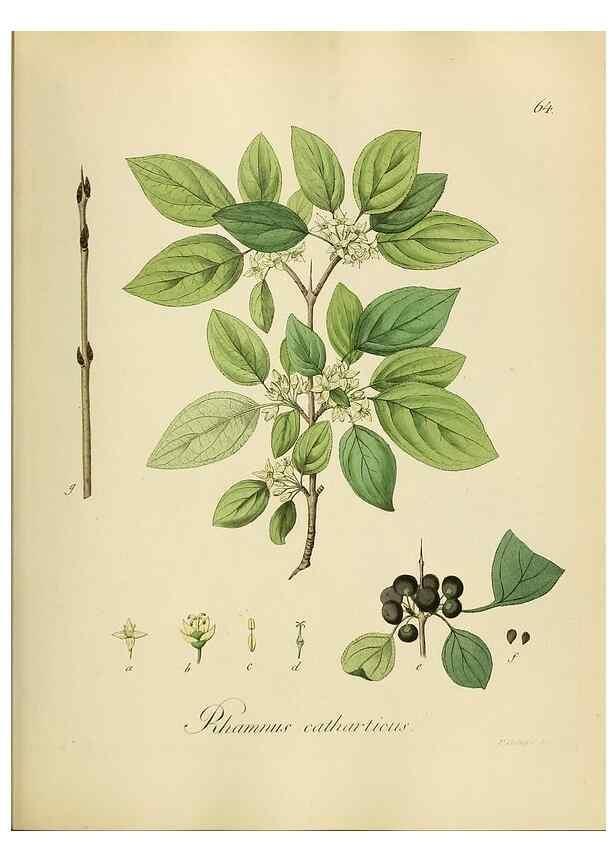Reproducción/Reproduction 49298207698: Vollständige Naturgeschichte der forstlichen Culturpflanzen Deutschlands.. Berlin,A. Förstner'sche Verlagsbuchhandlung (P. Jeanrenaud)1851.. 