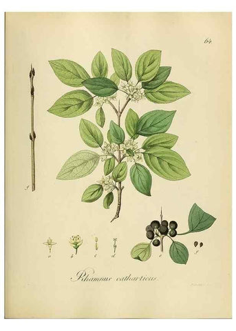 Reproducción/Reproduction 49298207698: Vollständige Naturgeschichte der forstlichen Culturpflanzen Deutschlands.. Berlin,A. Förstner'sche Verlagsbuchhandlung (P. Jeanrenaud)1851.. 