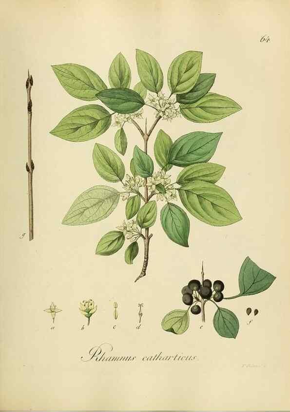 Reproducción/Reproduction 49298207698: Vollständige Naturgeschichte der forstlichen Culturpflanzen Deutschlands.. Berlin,A. Förstner'sche Verlagsbuchhandlung (P. Jeanrenaud)1851.. 