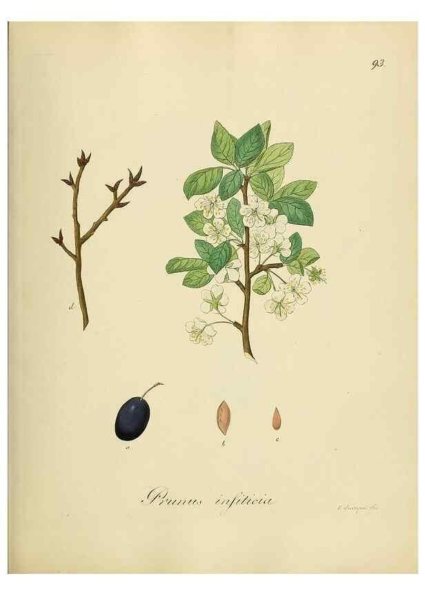 Reproducción/Reproduction 49298698826: Vollständige Naturgeschichte der forstlichen Culturpflanzen Deutschlands.. Berlin,A. Förstner'sche Verlagsbuchhandlung (P. Jeanrenaud)1851.. 