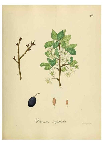 Reproducción/Reproduction 49298698826: Vollständige Naturgeschichte der forstlichen Culturpflanzen Deutschlands.. Berlin,A. Förstner'sche Verlagsbuchhandlung (P. Jeanrenaud)1851.. 