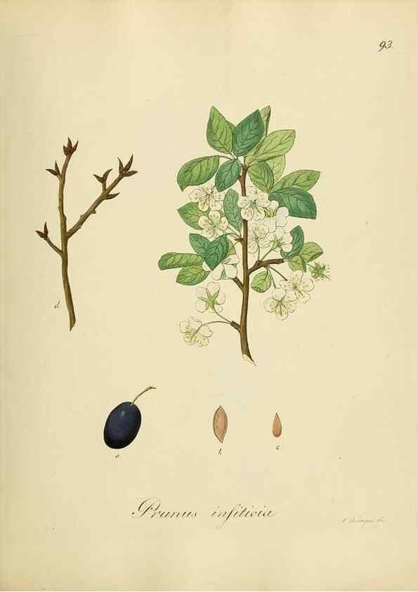 Reproducción/Reproduction 49298698826: Vollständige Naturgeschichte der forstlichen Culturpflanzen Deutschlands.. Berlin,A. Förstner'sche Verlagsbuchhandlung (P. Jeanrenaud)1851.. 