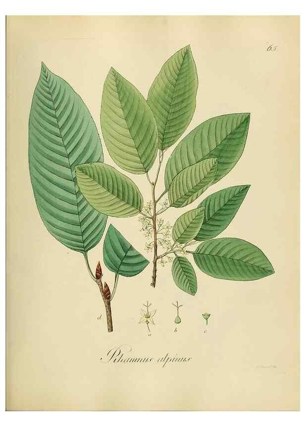 Reproducción/Reproduction 49298896057: Vollständige Naturgeschichte der forstlichen Culturpflanzen Deutschlands.. Berlin,A. Förstner'sche Verlagsbuchhandlung (P. Jeanrenaud)1851.. 