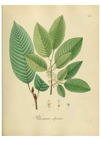 Reproducción/Reproduction 49298896057: Vollständige Naturgeschichte der forstlichen Culturpflanzen Deutschlands.. Berlin,A. Förstner'sche Verlagsbuchhandlung (P. Jeanrenaud)1851.. 