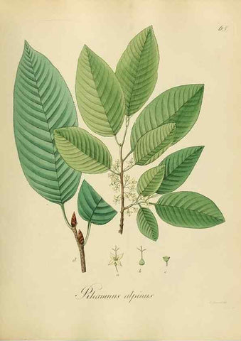 Reproducción/Reproduction 49298896057: Vollständige Naturgeschichte der forstlichen Culturpflanzen Deutschlands.. Berlin,A. Förstner'sche Verlagsbuchhandlung (P. Jeanrenaud)1851.. 