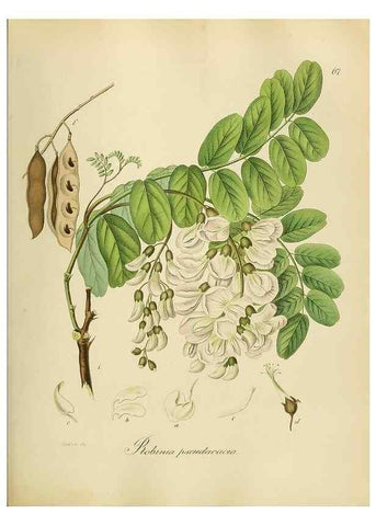 Reproducción/Reproduction 49298208278: Vollständige Naturgeschichte der forstlichen Culturpflanzen Deutschlands.. Berlin,A. Förstner'sche Verlagsbuchhandlung (P. Jeanrenaud)1851.. 
