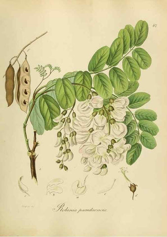 Reproducción/Reproduction 49298208278: Vollständige Naturgeschichte der forstlichen Culturpflanzen Deutschlands.. Berlin,A. Förstner'sche Verlagsbuchhandlung (P. Jeanrenaud)1851.. 