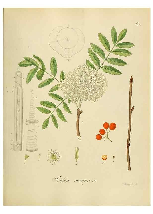 Reproducción/Reproduction 49298896737: Vollständige Naturgeschichte der forstlichen Culturpflanzen Deutschlands.. Berlin,A. Förstner'sche Verlagsbuchhandlung (P. Jeanrenaud)1851.. 