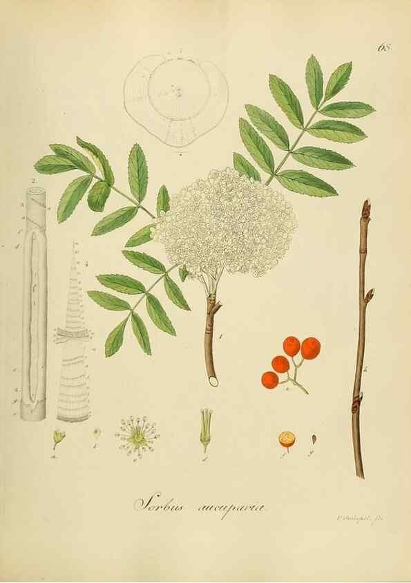 Reproducción/Reproduction 49298896737: Vollständige Naturgeschichte der forstlichen Culturpflanzen Deutschlands.. Berlin,A. Förstner'sche Verlagsbuchhandlung (P. Jeanrenaud)1851.. 