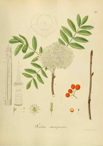 Reproducción/Reproduction 49298896737: Vollständige Naturgeschichte der forstlichen Culturpflanzen Deutschlands.. Berlin,A. Förstner'sche Verlagsbuchhandlung (P. Jeanrenaud)1851.. 