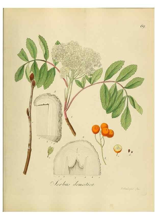 Reproducción/Reproduction 49298208728: Vollständige Naturgeschichte der forstlichen Culturpflanzen Deutschlands.. Berlin,A. Förstner'sche Verlagsbuchhandlung (P. Jeanrenaud)1851.. 
