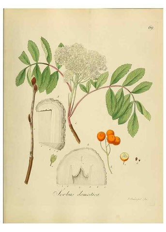 Reproducción/Reproduction 49298208728: Vollständige Naturgeschichte der forstlichen Culturpflanzen Deutschlands.. Berlin,A. Förstner'sche Verlagsbuchhandlung (P. Jeanrenaud)1851.. 