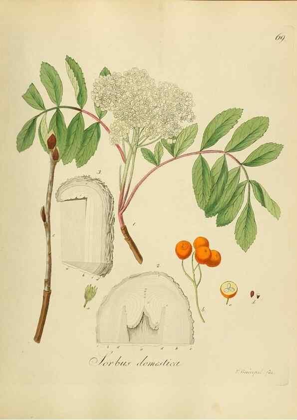 Reproducción/Reproduction 49298208728: Vollständige Naturgeschichte der forstlichen Culturpflanzen Deutschlands.. Berlin,A. Förstner'sche Verlagsbuchhandlung (P. Jeanrenaud)1851.. 