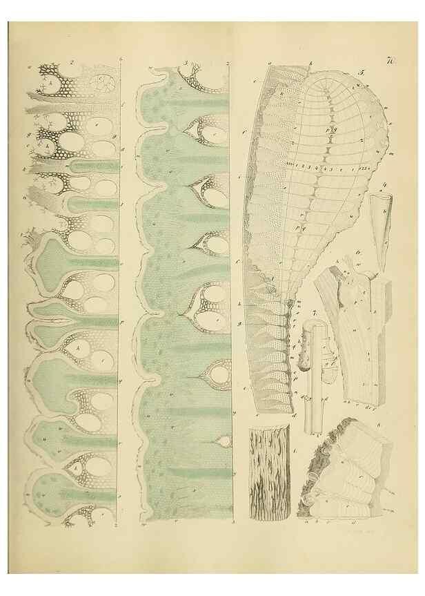 Reproducción/Reproduction 49298897167: Vollständige Naturgeschichte der forstlichen Culturpflanzen Deutschlands.. Berlin,A. Förstner'sche Verlagsbuchhandlung (P. Jeanrenaud)1851.. 