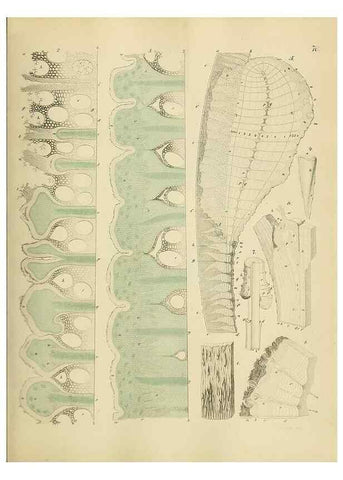 Reproducción/Reproduction 49298897167: Vollständige Naturgeschichte der forstlichen Culturpflanzen Deutschlands.. Berlin,A. Förstner'sche Verlagsbuchhandlung (P. Jeanrenaud)1851.. 