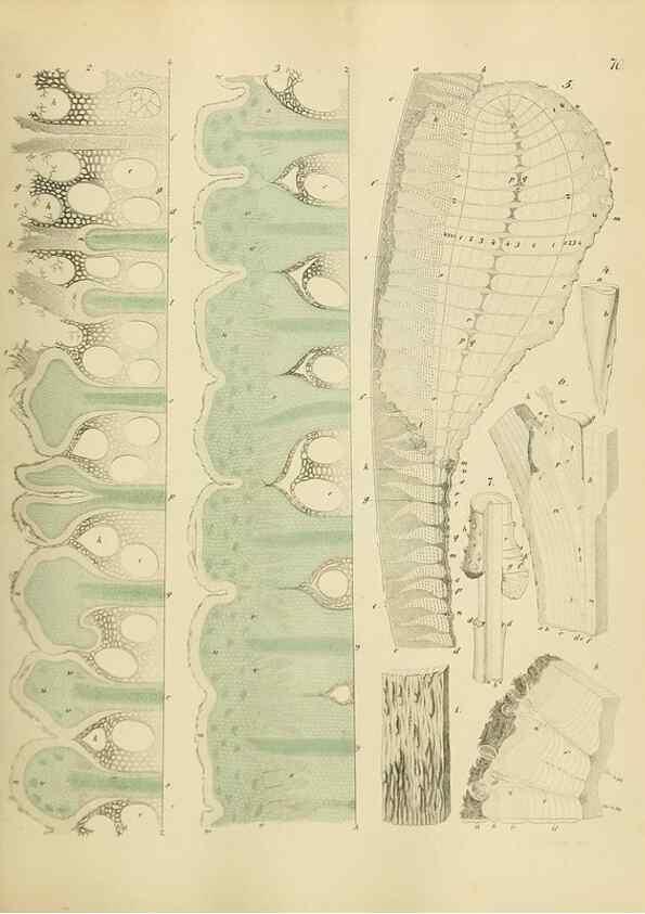 Reproducción/Reproduction 49298897167: Vollständige Naturgeschichte der forstlichen Culturpflanzen Deutschlands.. Berlin,A. Förstner'sche Verlagsbuchhandlung (P. Jeanrenaud)1851.. 