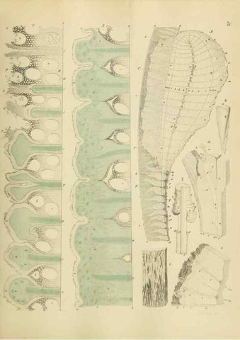Reproducción/Reproduction 49298897167: Vollständige Naturgeschichte der forstlichen Culturpflanzen Deutschlands.. Berlin,A. Förstner'sche Verlagsbuchhandlung (P. Jeanrenaud)1851.. 