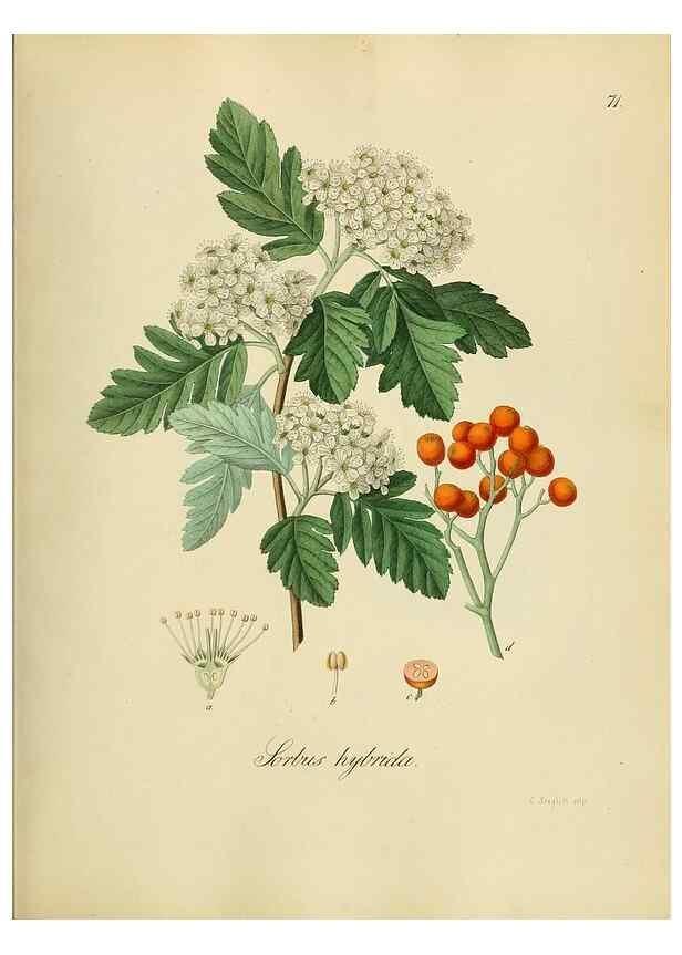 Reproducción/Reproduction 49298694016: Vollständige Naturgeschichte der forstlichen Culturpflanzen Deutschlands.. Berlin,A. Förstner'sche Verlagsbuchhandlung (P. Jeanrenaud)1851.. 
