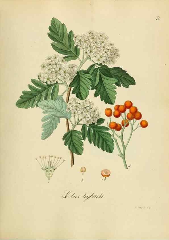 Reproducción/Reproduction 49298694016: Vollständige Naturgeschichte der forstlichen Culturpflanzen Deutschlands.. Berlin,A. Förstner'sche Verlagsbuchhandlung (P. Jeanrenaud)1851.. 