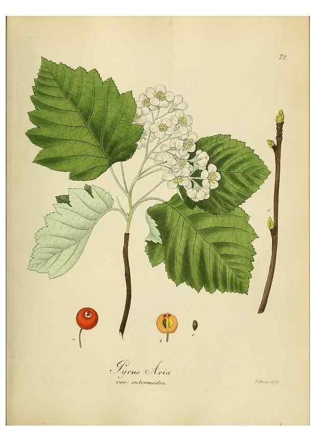 Reproducción/Reproduction 49298897487: Vollständige Naturgeschichte der forstlichen Culturpflanzen Deutschlands.. Berlin,A. Förstner'sche Verlagsbuchhandlung (P. Jeanrenaud)1851.. 