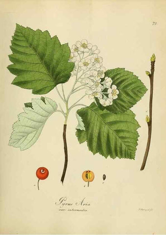 Reproducción/Reproduction 49298897487: Vollständige Naturgeschichte der forstlichen Culturpflanzen Deutschlands.. Berlin,A. Förstner'sche Verlagsbuchhandlung (P. Jeanrenaud)1851.. 