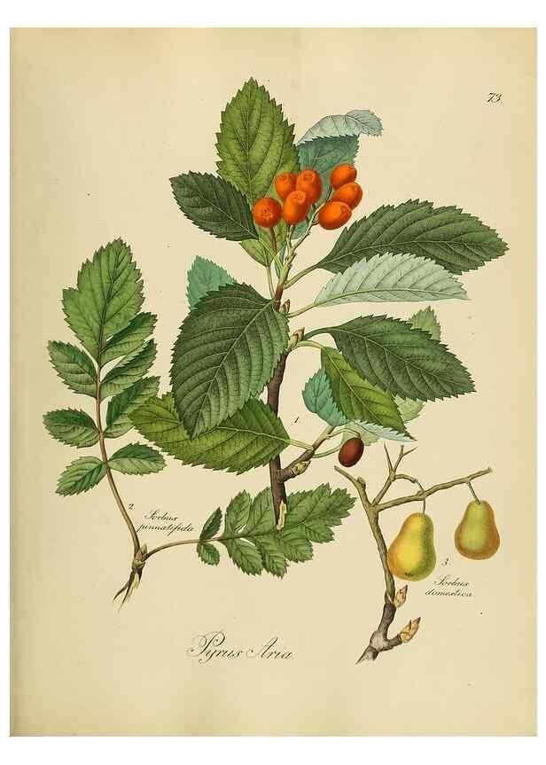 Reproducción/Reproduction 49298694466: Vollständige Naturgeschichte der forstlichen Culturpflanzen Deutschlands.. Berlin,A. Förstner'sche Verlagsbuchhandlung (P. Jeanrenaud)1851.. 