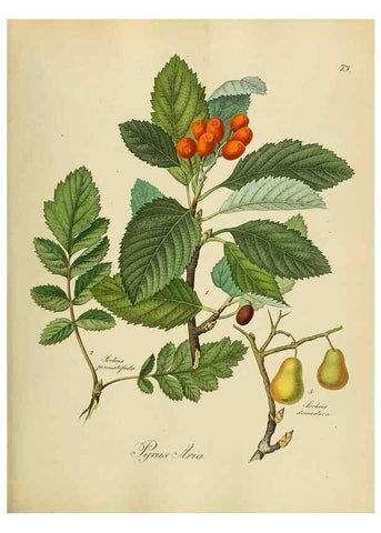 Reproducción/Reproduction 49298694466: Vollständige Naturgeschichte der forstlichen Culturpflanzen Deutschlands.. Berlin,A. Förstner'sche Verlagsbuchhandlung (P. Jeanrenaud)1851.. 