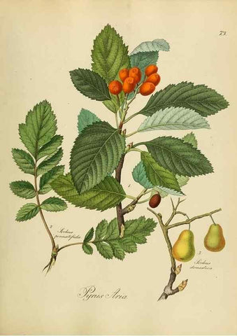 Reproducción/Reproduction 49298694466: Vollständige Naturgeschichte der forstlichen Culturpflanzen Deutschlands.. Berlin,A. Förstner'sche Verlagsbuchhandlung (P. Jeanrenaud)1851.. 