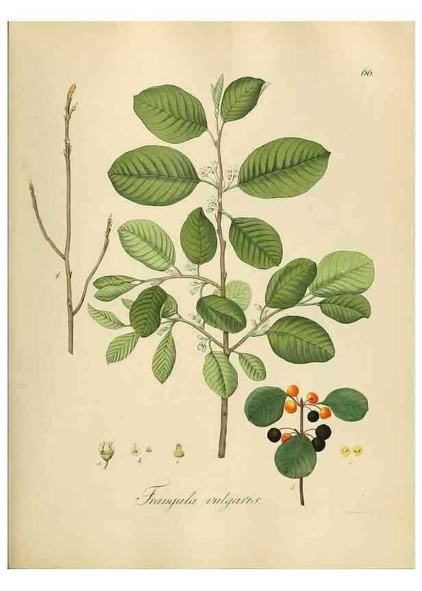 Reproducción/Reproduction 49298208118: Vollständige Naturgeschichte der forstlichen Culturpflanzen Deutschlands.. Berlin,A. Förstner'sche Verlagsbuchhandlung (P. Jeanrenaud)1851.. 