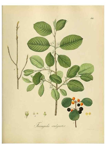 Reproducción/Reproduction 49298208118: Vollständige Naturgeschichte der forstlichen Culturpflanzen Deutschlands.. Berlin,A. Förstner'sche Verlagsbuchhandlung (P. Jeanrenaud)1851.. 