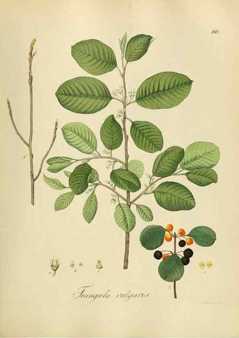 Reproducción/Reproduction 49298208118: Vollständige Naturgeschichte der forstlichen Culturpflanzen Deutschlands.. Berlin,A. Förstner'sche Verlagsbuchhandlung (P. Jeanrenaud)1851.. 