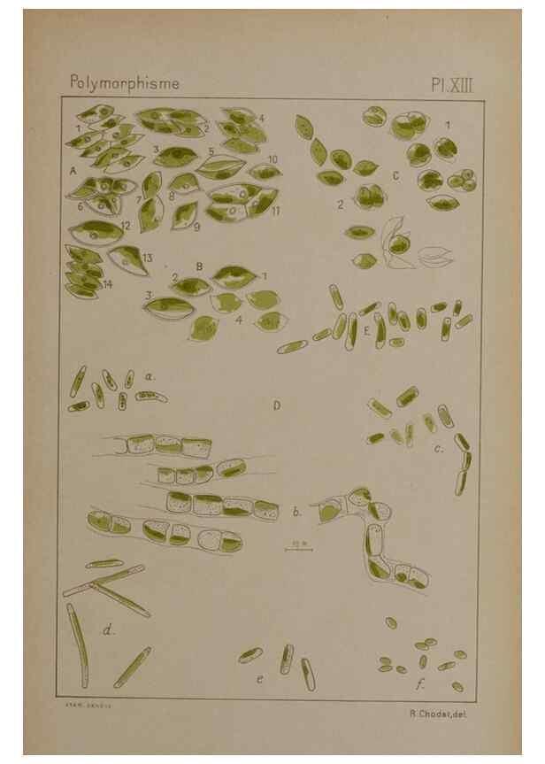 Reproducción/Reproduction 49298422303: Étude critique et expérimentale sur le polymorphisme des algues,. Genève,Georg,1909.. 