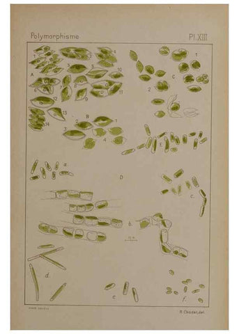 Reproducción/Reproduction 49298422303: Étude critique et expérimentale sur le polymorphisme des algues,. Genève,Georg,1909.. 