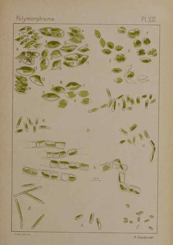 Reproducción/Reproduction 49298422303: Étude critique et expérimentale sur le polymorphisme des algues,. Genève,Georg,1909.. 