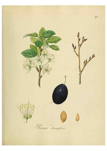 Reproducción/Reproduction 49298699041: Vollständige Naturgeschichte der forstlichen Culturpflanzen Deutschlands.. Berlin,A. Förstner'sche Verlagsbuchhandlung (P. Jeanrenaud)1851.. 