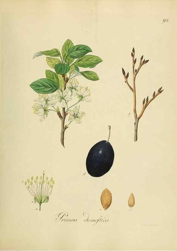 Reproducción/Reproduction 49298699041: Vollständige Naturgeschichte der forstlichen Culturpflanzen Deutschlands.. Berlin,A. Förstner'sche Verlagsbuchhandlung (P. Jeanrenaud)1851.. 