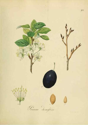 Reproducción/Reproduction 49298699041: Vollständige Naturgeschichte der forstlichen Culturpflanzen Deutschlands.. Berlin,A. Förstner'sche Verlagsbuchhandlung (P. Jeanrenaud)1851.. 