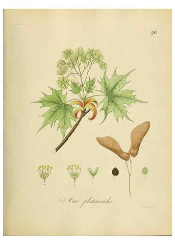 Reproducción/Reproduction 49298902792: Vollständige Naturgeschichte der forstlichen Culturpflanzen Deutschlands.. Berlin,A. Förstner'sche Verlagsbuchhandlung (P. Jeanrenaud)1851.. 