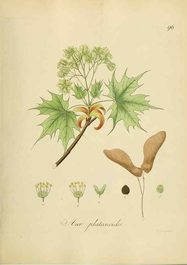 Reproducción/Reproduction 49298902792: Vollständige Naturgeschichte der forstlichen Culturpflanzen Deutschlands.. Berlin,A. Förstner'sche Verlagsbuchhandlung (P. Jeanrenaud)1851.. 