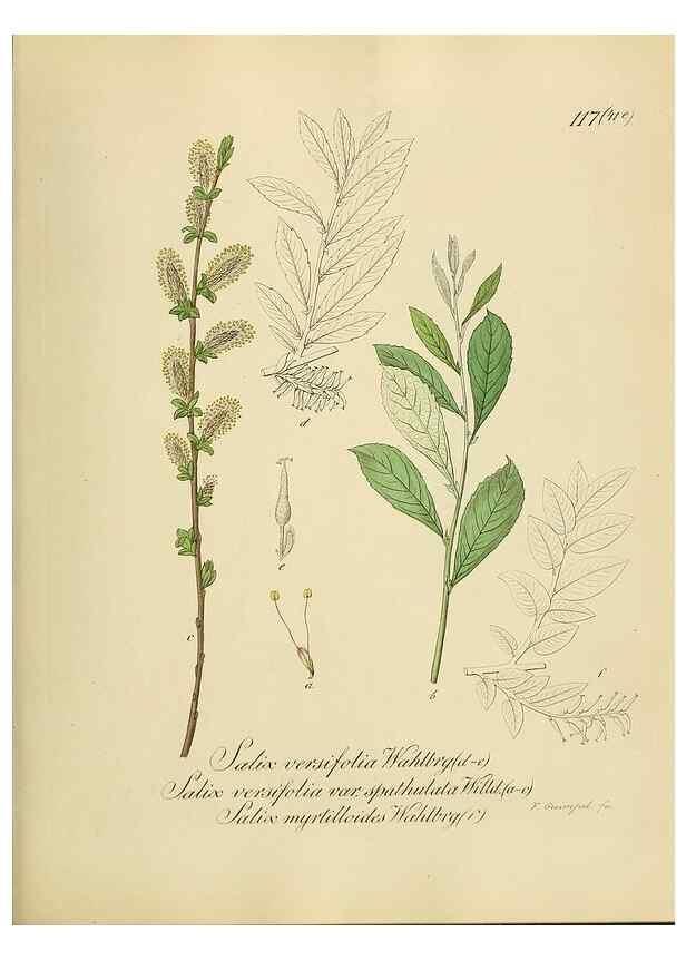 Reproducción/Reproduction 49298704766: Vollständige Naturgeschichte der forstlichen Culturpflanzen Deutschlands.. Berlin,A. Förstner'sche Verlagsbuchhandlung (P. Jeanrenaud)1851.. 