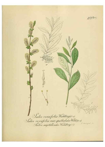 Reproducción/Reproduction 49298704766: Vollständige Naturgeschichte der forstlichen Culturpflanzen Deutschlands.. Berlin,A. Förstner'sche Verlagsbuchhandlung (P. Jeanrenaud)1851.. 